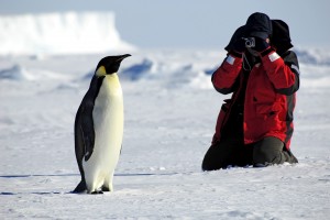 pinguin-mit-fotograf